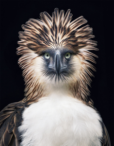 tim flach